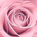 Lavieenrose logo